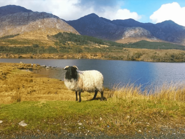 Wildlife Spotting in Connemara National Park: A Weekend Guide