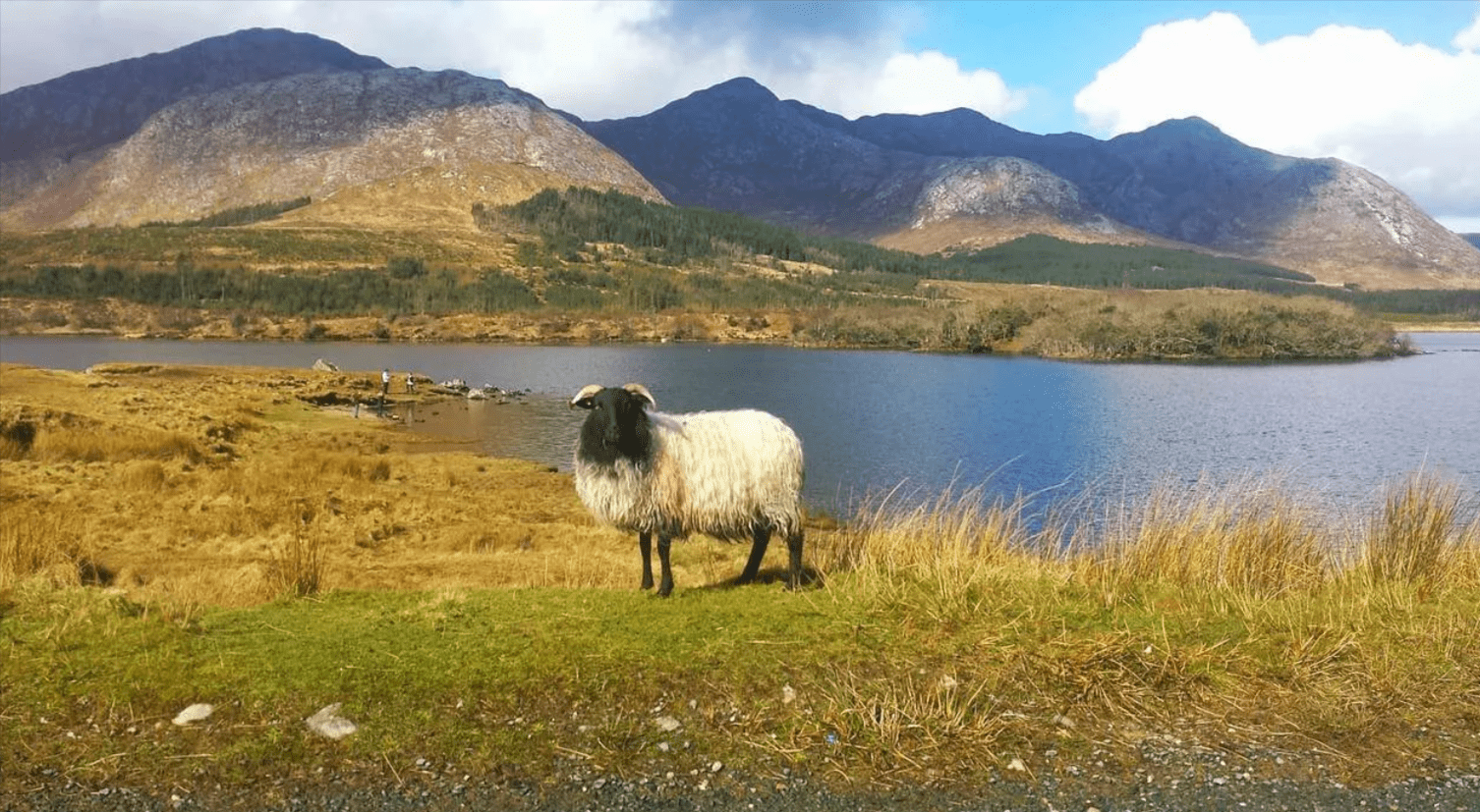 Wildlife Spotting in Connemara National Park: A Weekend Guide
